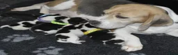 Beagle dogs for sale: Beautiful beagle puppies  in Rugby - Advert 4