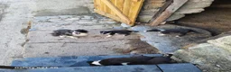 Border Collie dogs for sale: Border Collie Puppies - Advert 4