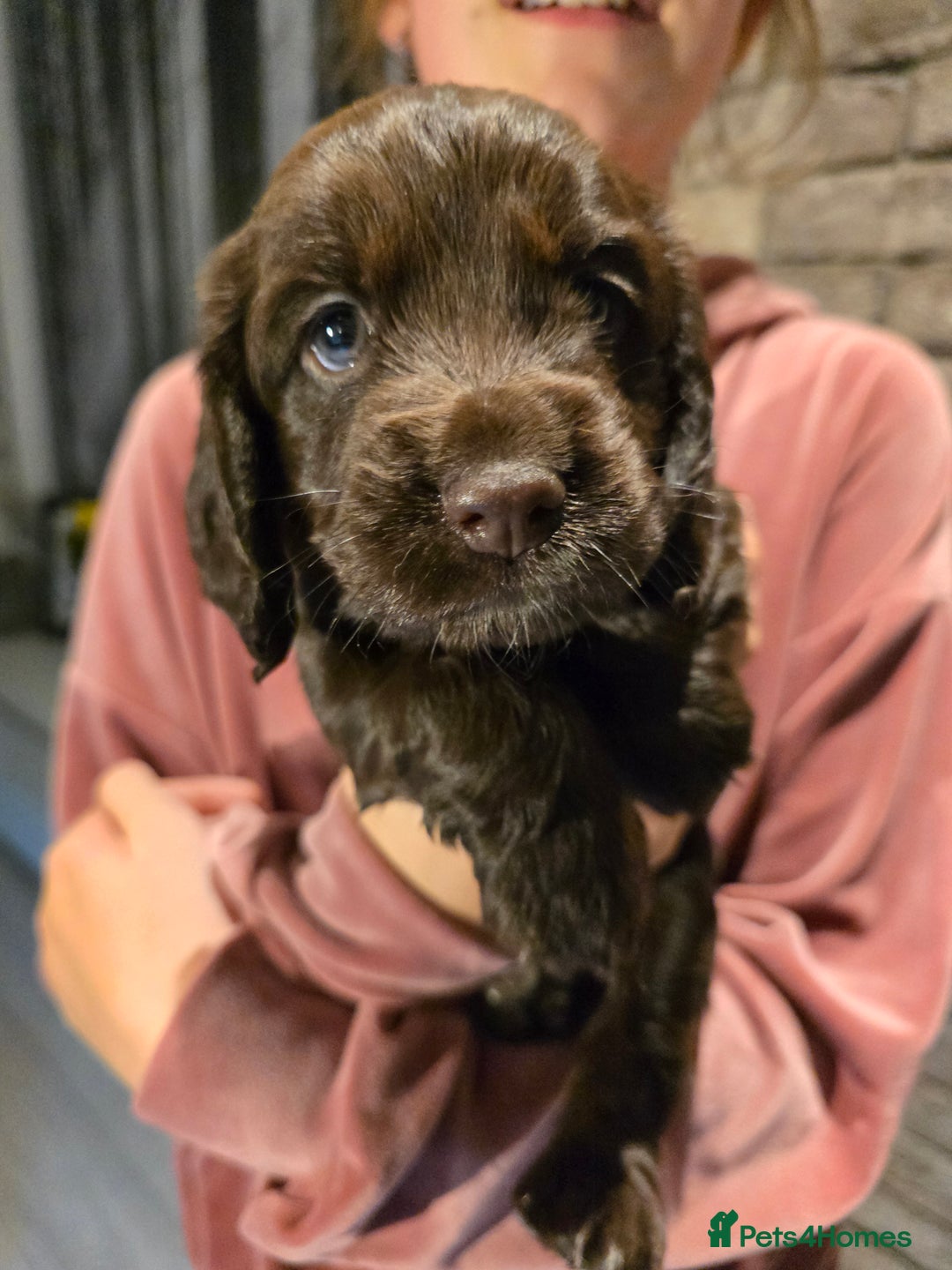 Cocker Spaniel dogs for sale: Chocolate cocker spaniels puppies  - Image 6