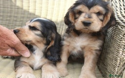 Cocker Spaniel dogs for sale: KC registered Cocker Spaniel puppies - Image 19