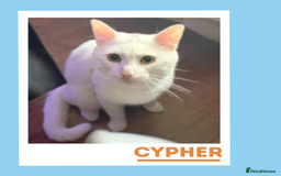 Turkish Angora cats for adoption: Cypher is a wee athlete! - Image 2