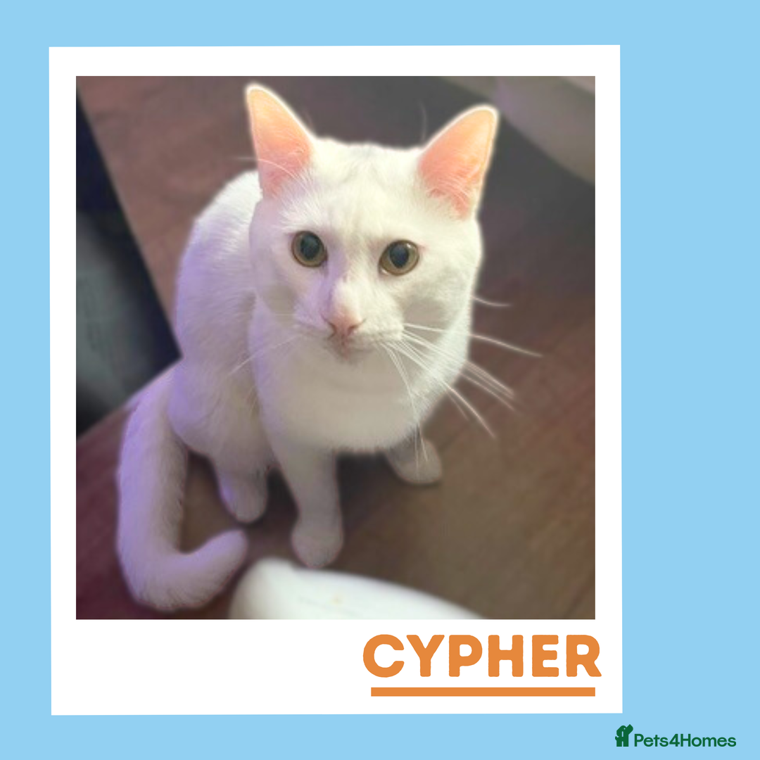 Turkish Angora cats for adoption: Cypher is a wee athlete! - Image 2