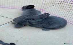 Netherland Dwarf rabbits for sale: Pure Bred Netherlands Dwarf Bunnies  - Image 7