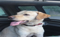 Labrador Retriever dogs for stud: Handsome Charlie for Stud  - Image 2