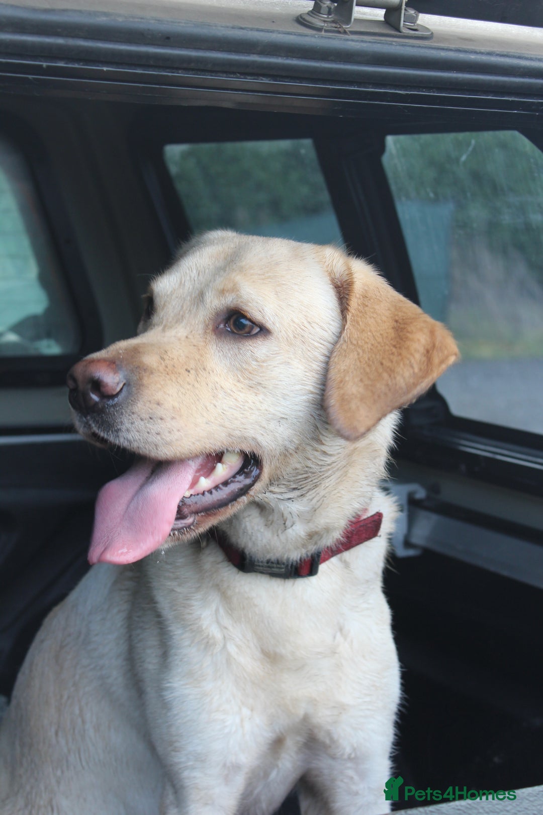 Labrador Retriever dogs for stud: Handsome Charlie for Stud  - Image 2
