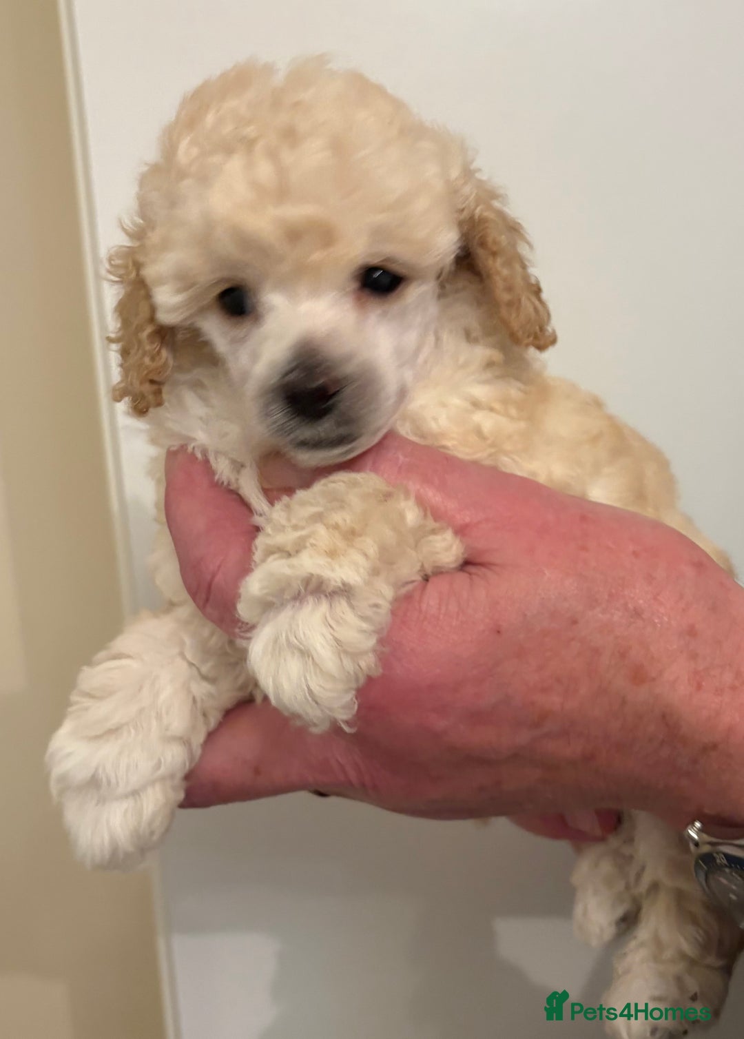Toy Poodle dogs for sale: KC Registered Toy Poodle Puppies - Advert 11