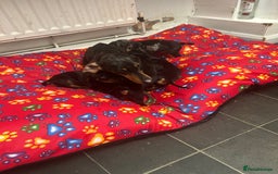 Dachshund dogs for sale: Dachshund for sale - Image 6