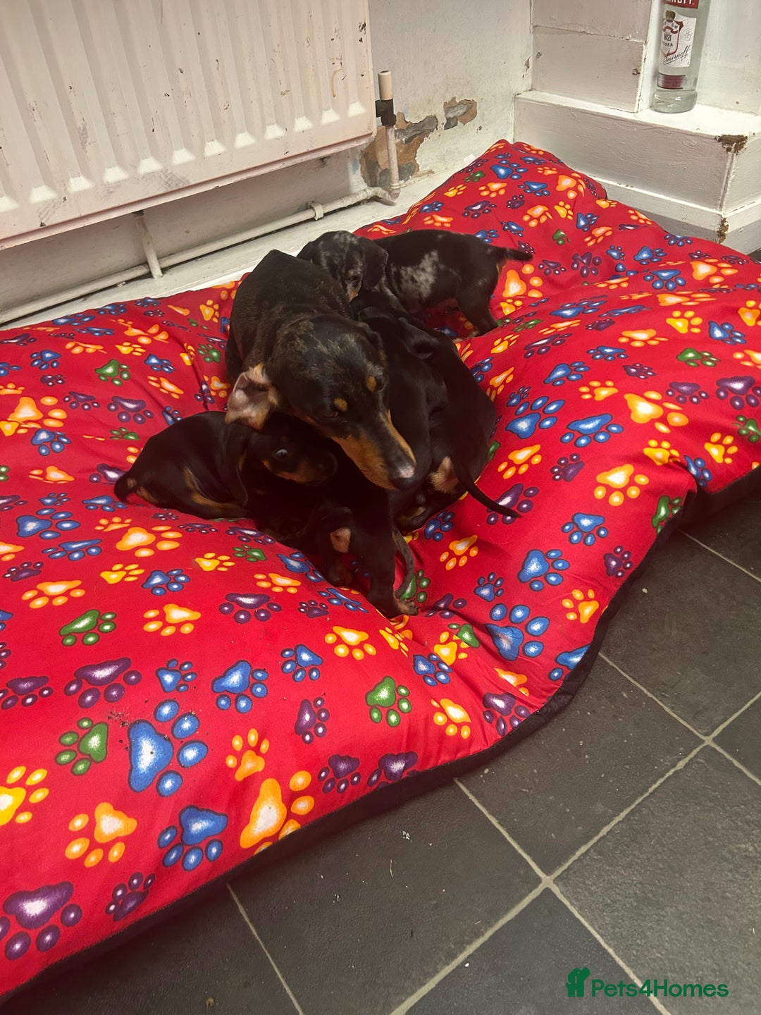 Dachshund dogs for sale: Dachshund for sale - Image 6