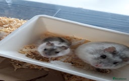 Hamster rodents for sale:  Russian Dwarf baby hamsters 2 for £20 in Manchester - Image 2
