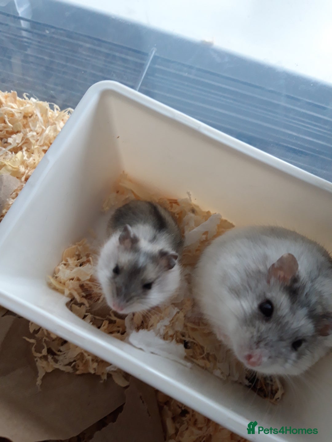 Hamster rodents for sale:  Russian Dwarf baby hamsters 2 for £20 in Manchester - Image 2