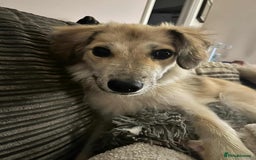 Mixed Breed dogs for adoption: 🐻Teddy🐻 for adoption, fostered in HAMPSHIRE - Image 1