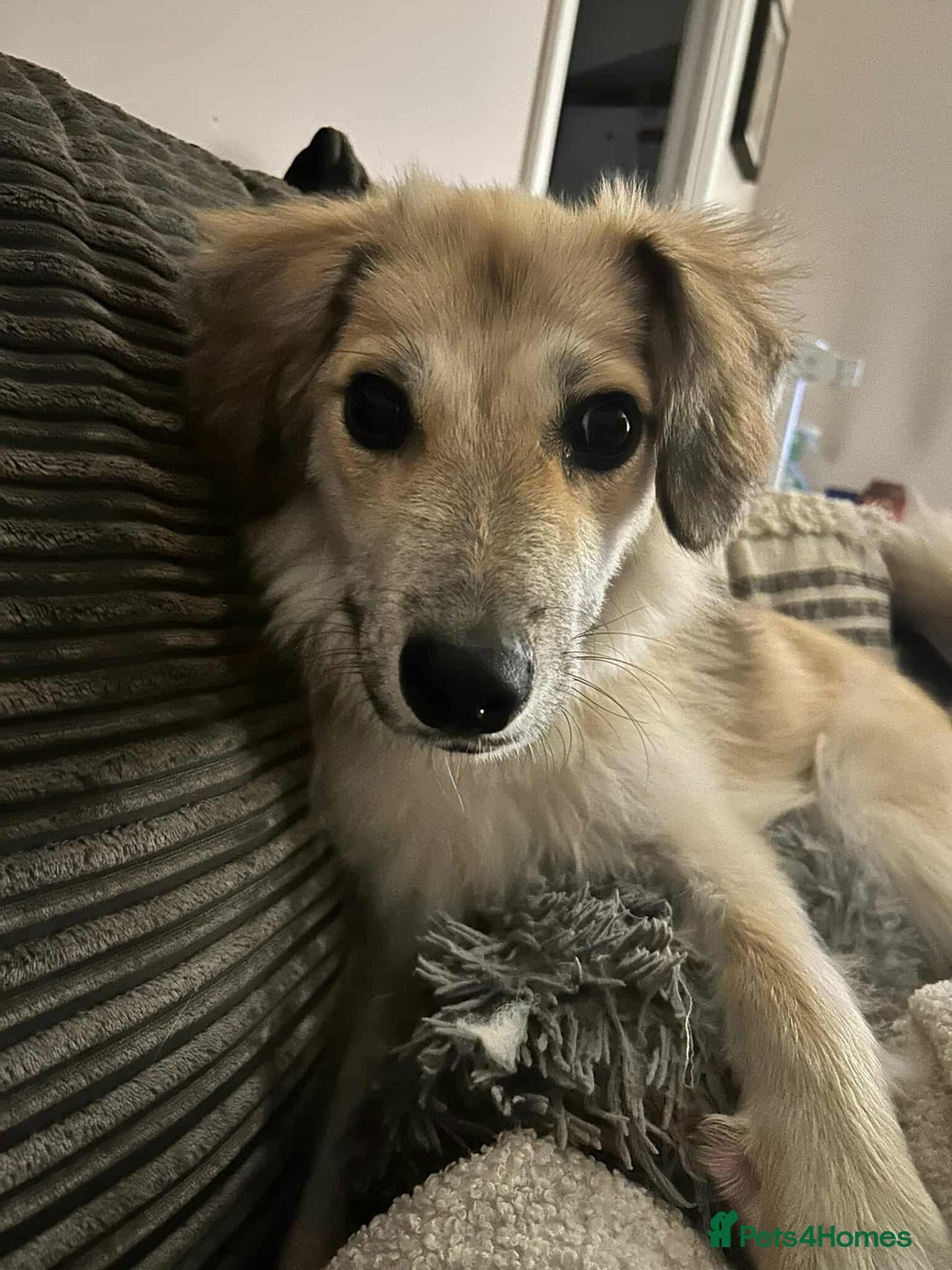 Mixed Breed dogs for adoption: 🐻Teddy🐻 for adoption, fostered in HAMPSHIRE - Image 1