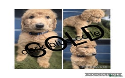 Labradoodle dogs for sale: REDUCED Labradoodle muti gen f1bb - Image 5