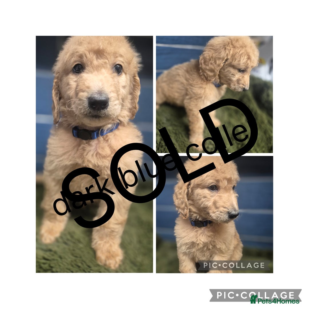 Labradoodle dogs for sale: REDUCED Labradoodle muti gen f1bb - Image 5