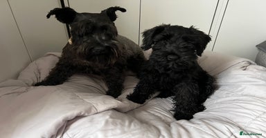 Miniature Schnauzer dogs - Advert 14
