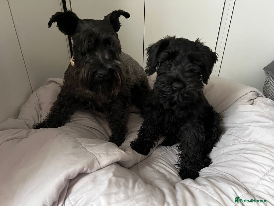 Miniature Schnauzer dogs for sale: Black pedigree miniature schnauzer - Female - Image 2