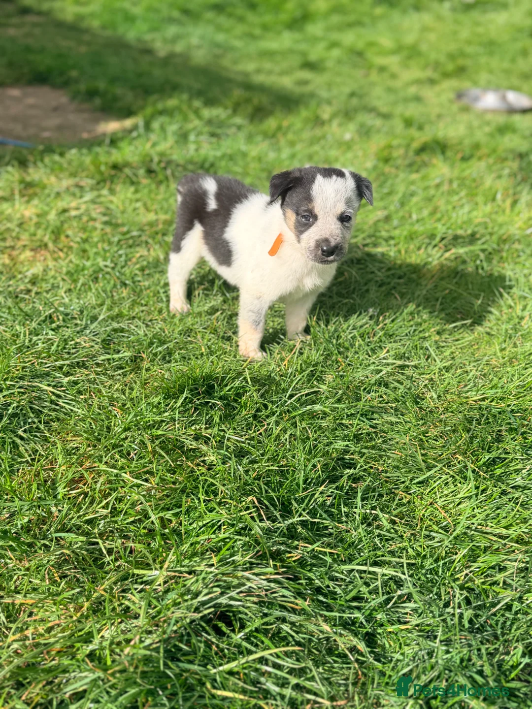 Border Collie dogs for sale: Gorgeous litter of Border Collie Puppies  - Advert 2