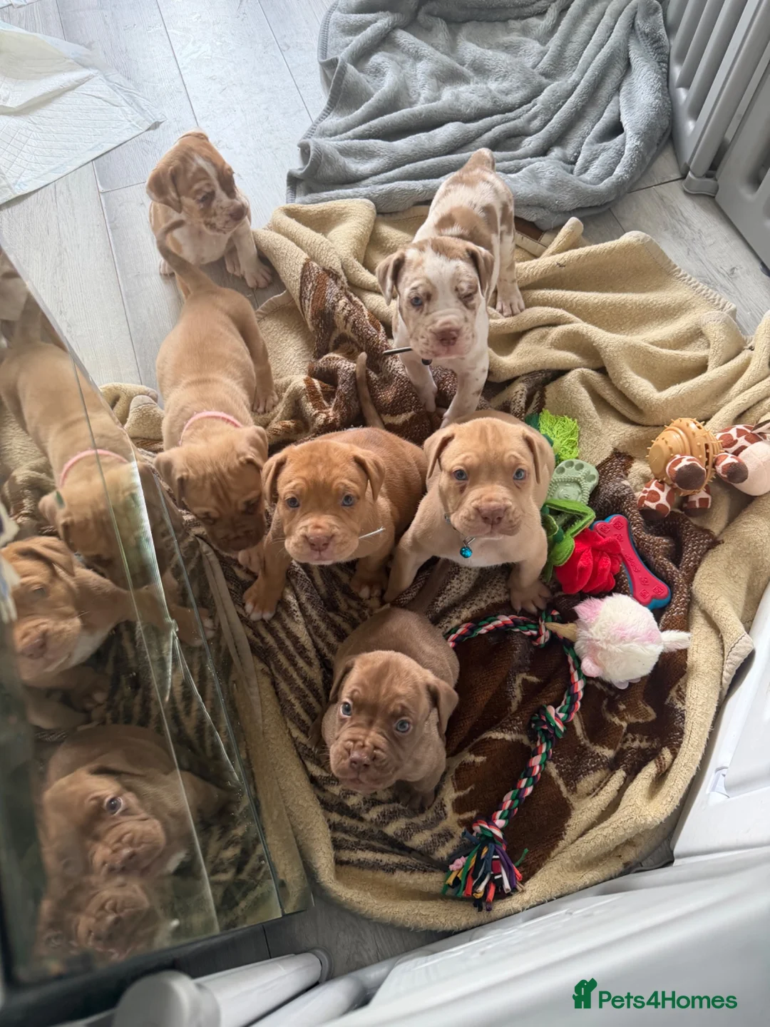 Mixed Breed dogs for sale: Last three left bandogs  - Advert 1