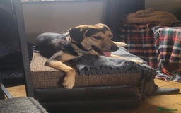 Mixed Breed dogs for adoption: Echo – 9 months old. Female, Mixed breed. - Image 8