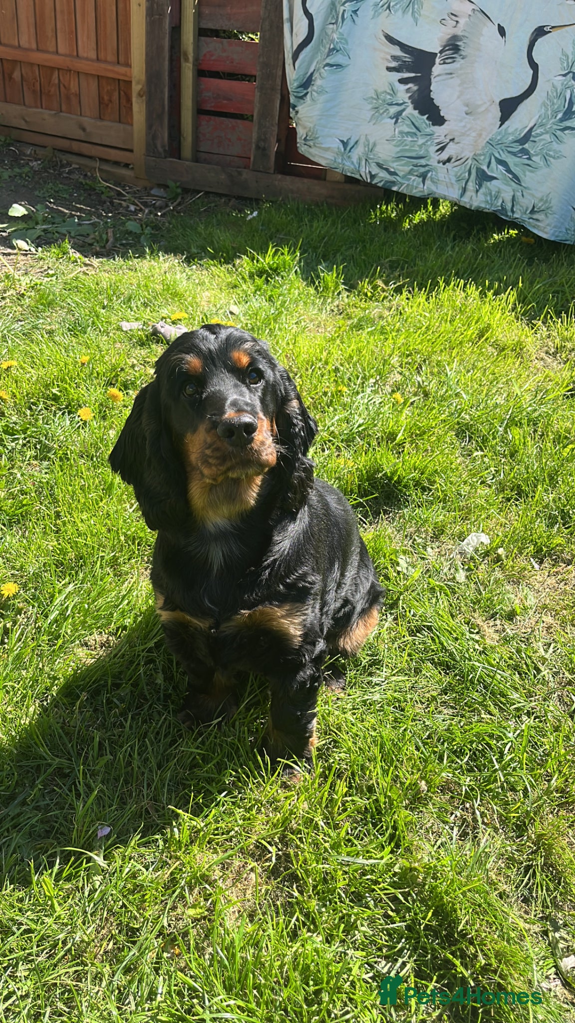 Cocker Spaniel dogs Show bred cocker spaniel - FOREVER HOME ONLY!  - Advert 1