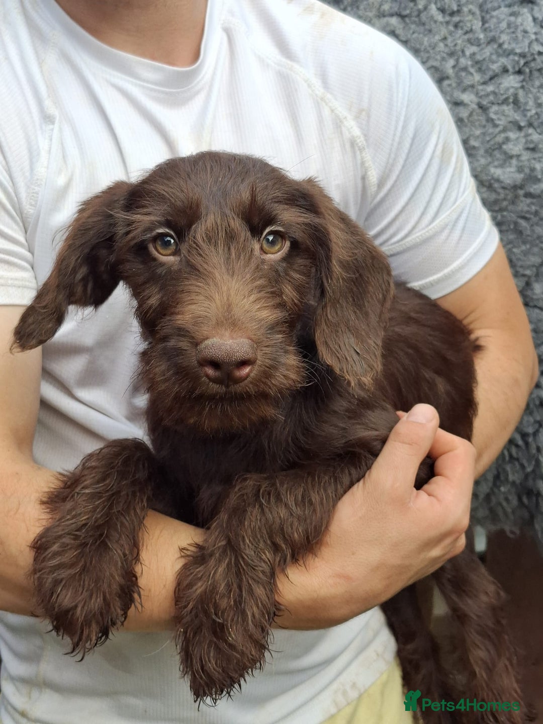 Labradoodle dogs for sale: Amazing quality for labradoodles, top quality!! in South Shields - Image 6