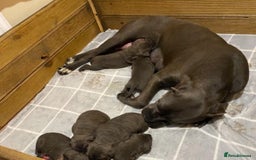 Cane Corso dogs for sale: Male cane corso - Image 6