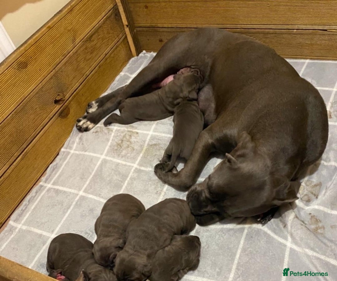 Cane Corso dogs for sale: Male cane corso - Image 6