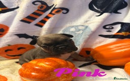 French Bulldog dogs for sale: 7 beautiful French bulldog  - Image 6