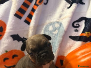French Bulldog dogs 7 beautiful French bulldog - Advert 11