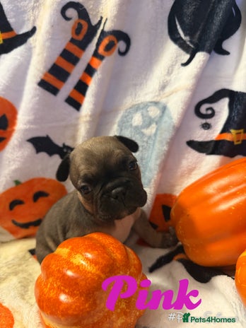 French Bulldog dogs 7 beautiful French bulldog - Advert 13