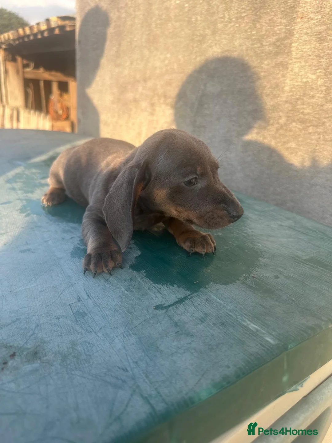 Dachshund dogs for sale: Luvly stunning miniature dashounds  - Advert 6