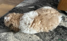 Maltipoo dogs for sale: Maltipoo puppies  - Image 19