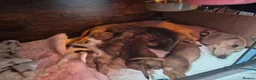 Mixed Breed dogs for sale: Schweenie Breed  in Wakefield - Advert 1
