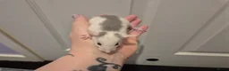 Rat rodents for sale: Baby Dumbo Rats in Durham - Advert 10