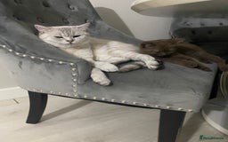 British Shorthair cats for sale: BROWN TICA GIRL Stunning shiny coat ,cooper eye  - Image 6