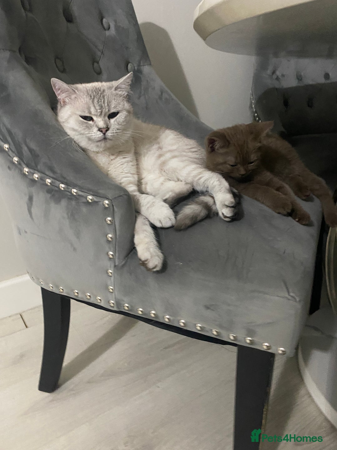 British Shorthair cats for sale: BROWN TICA GIRL Stunning shiny coat ,cooper eye  - Image 6