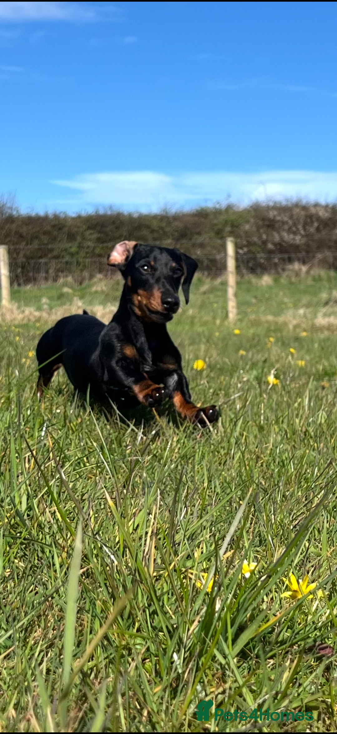 Miniature Dachshund dogs for stud: Proven miniature daschund - Advert 2