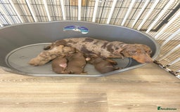 Dachshund dogs for sale: One female Dapple for sale - Image 4