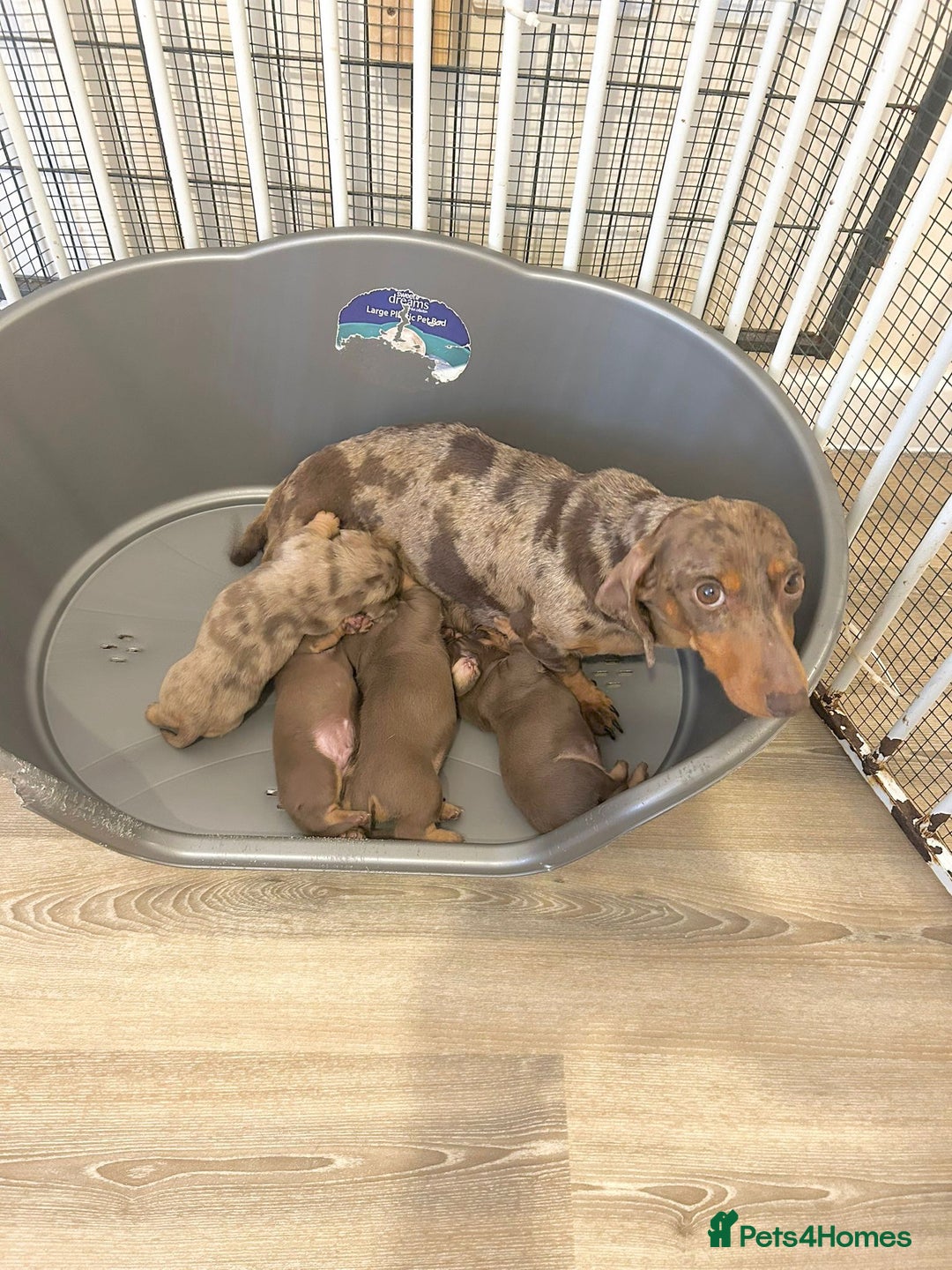 Dachshund dogs for sale: One female Dapple for sale - Image 4