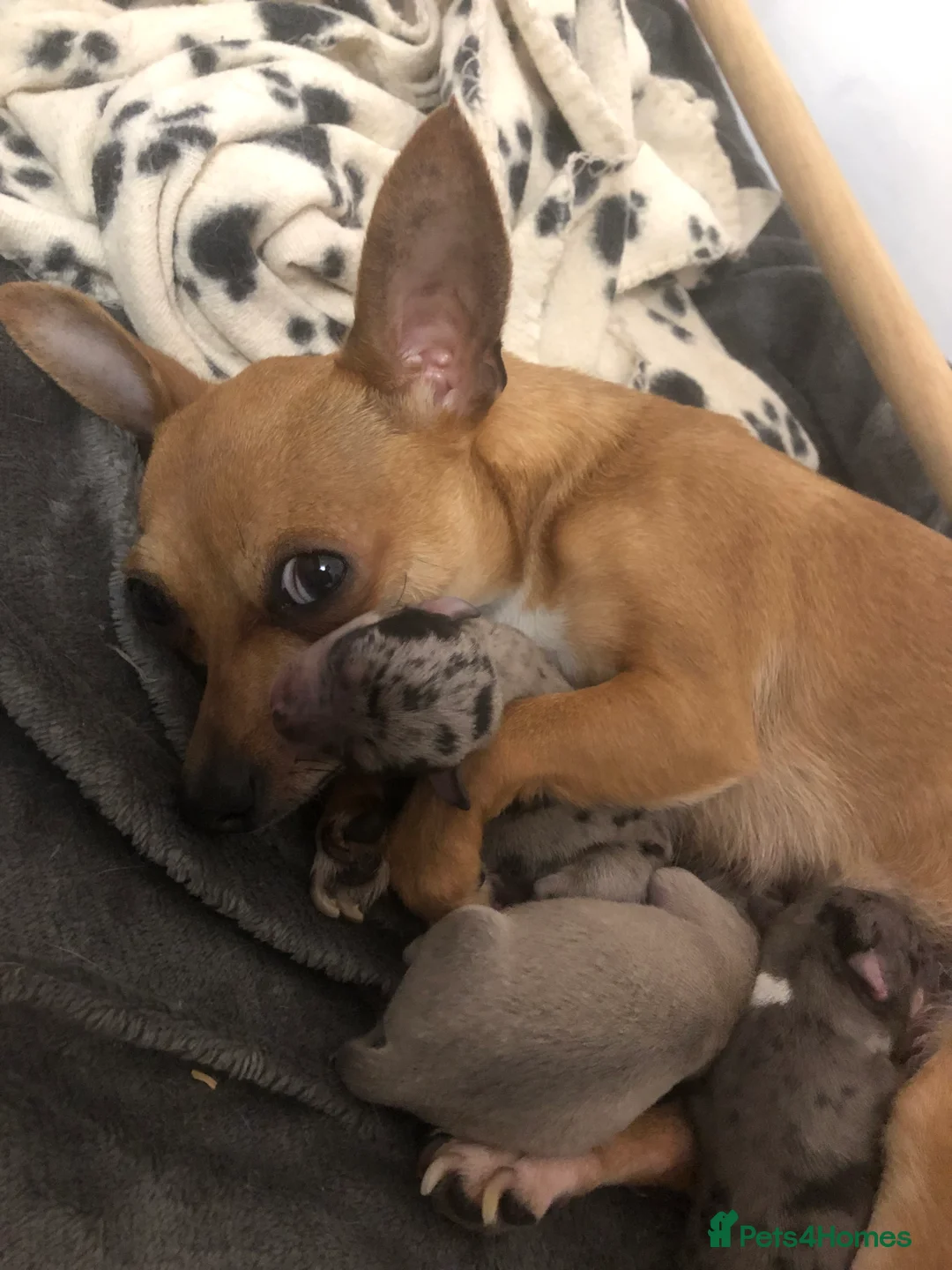 Chihuahua dogs for sale: Mum and daughter chihuahuas  - Advert 20