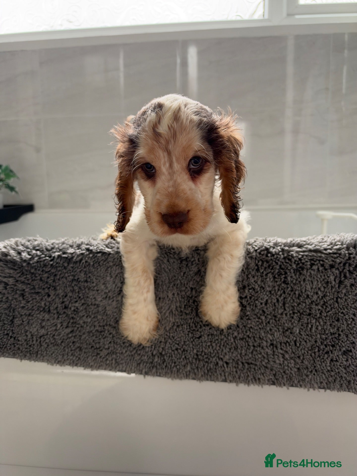 Cocker Spaniel dogs 🐾 SHOW COCKER SPANIEL PUPPIES FORSALE 🐾  - Advert 2