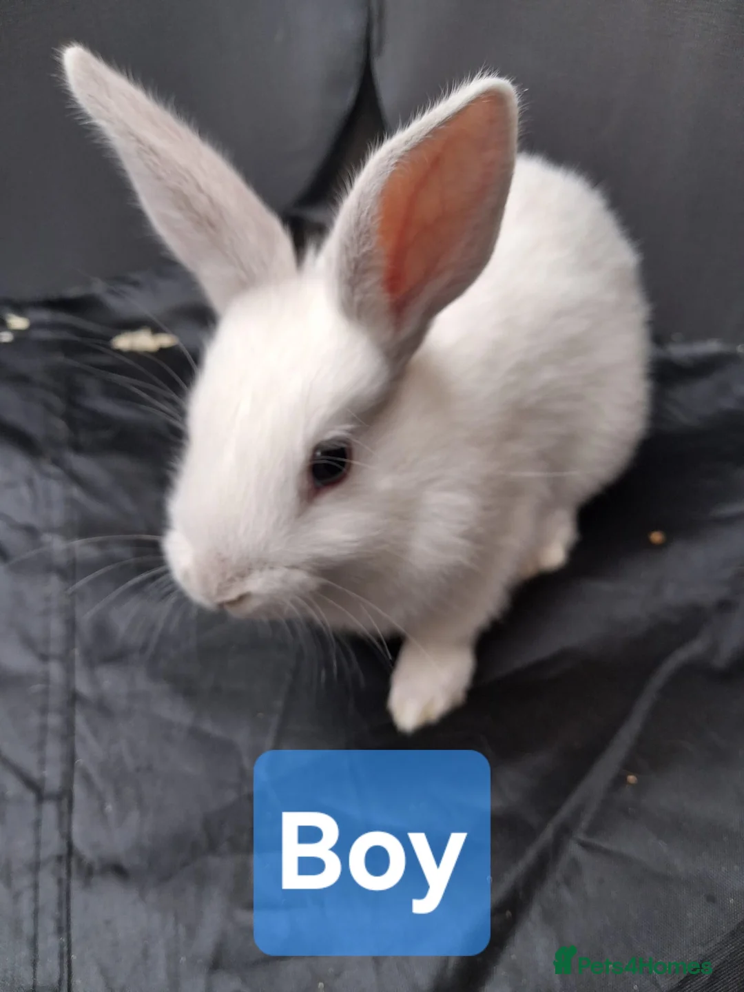Rex rabbits for sale: 3 Baby bunnies for sale £30 each. in Walsall - Advert 4