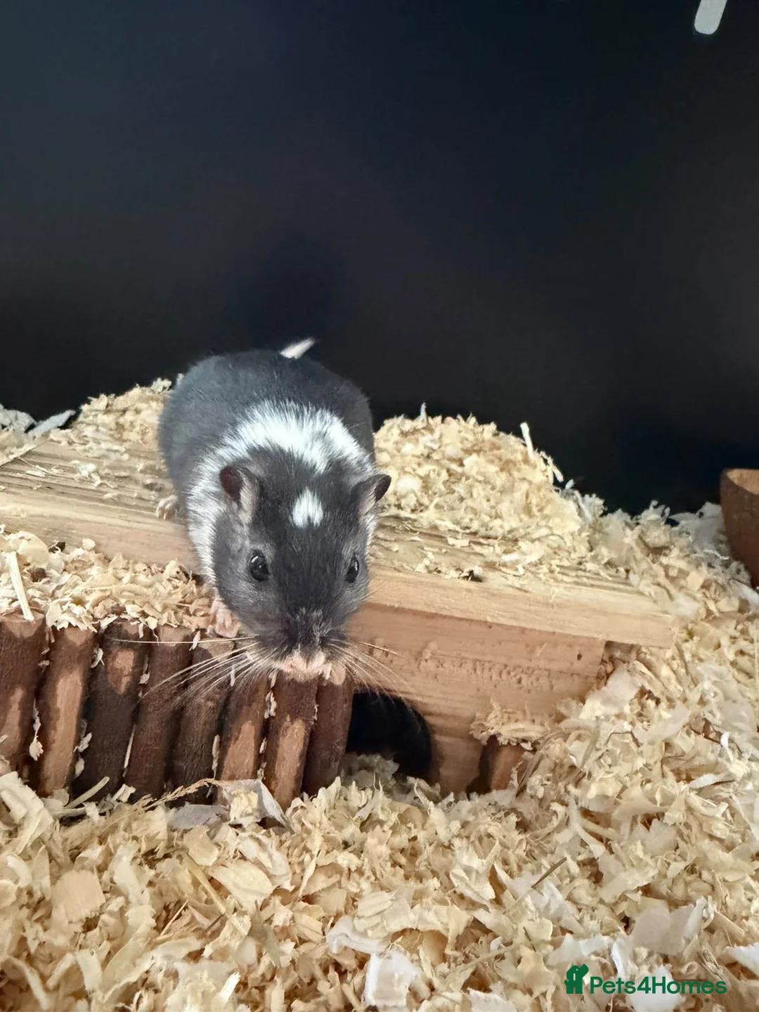 Gerbil rodents for sale: Ottis and Teddy - Advert 2