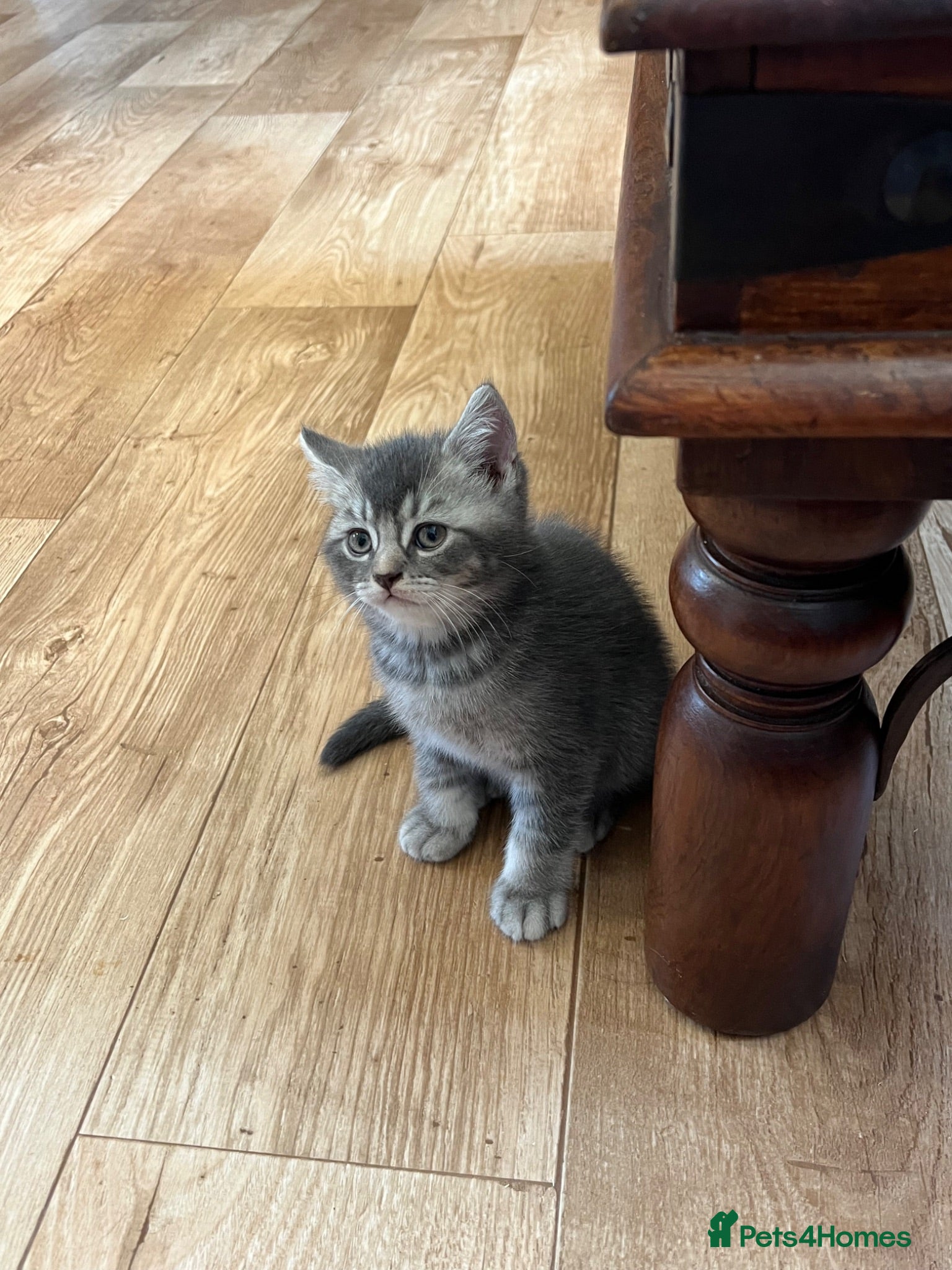 British Shorthair cats Ready now British shorthair kittens - Advert 2
