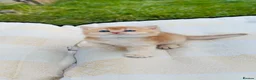 British Shorthair cats for stud: British Shorthair - Advert 13