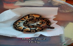 Python Snake reptiles for sale: Royal python juveniles  - Image 8