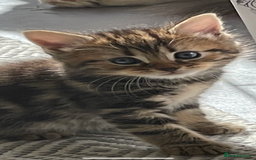 British Longhair cats for sale: British blue cross maincoon  - Image 5