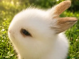 Lionhead rabbits Beautiful Lionhead Babies - Advert 1