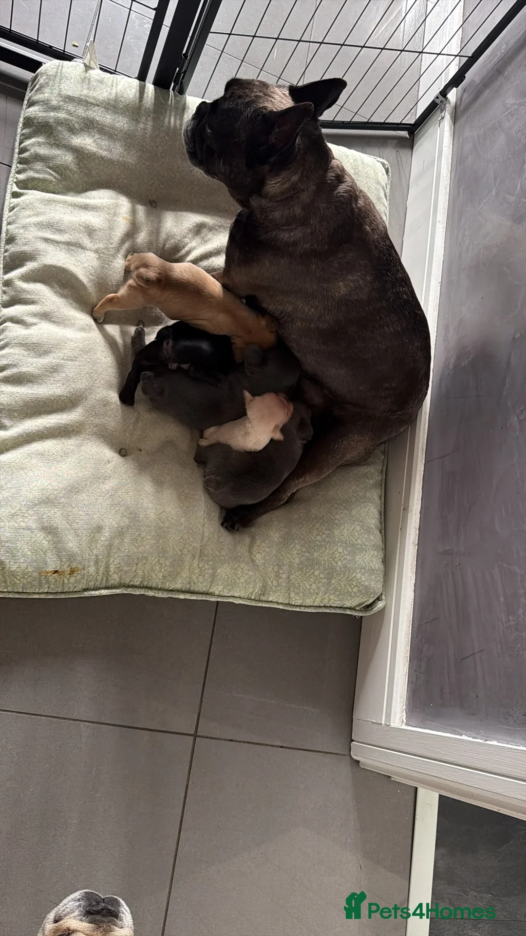 French Bulldog dogs for sale: Beautiful  KC registered French bulldog puppies  in Chorley - Advert 2