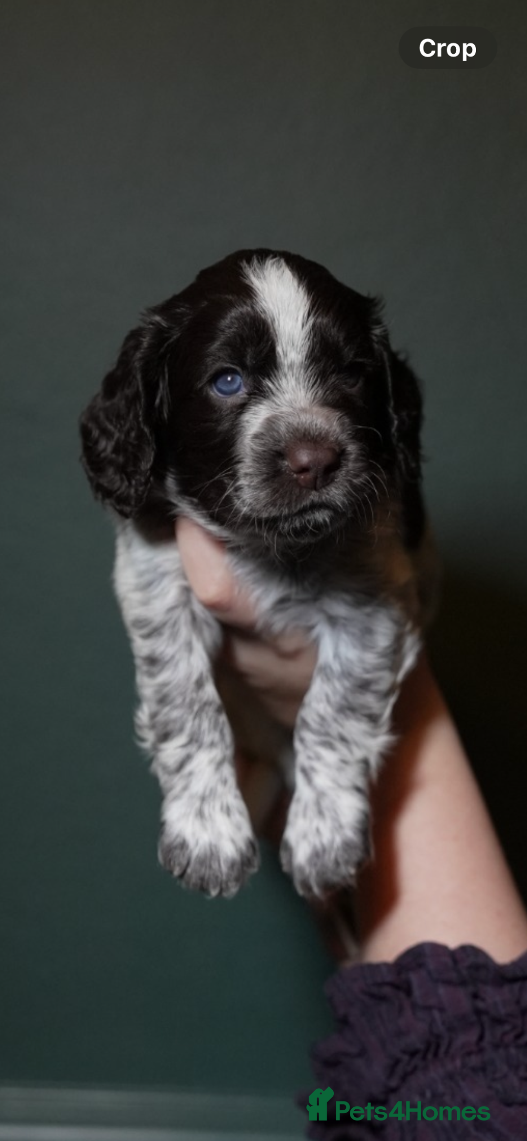 Cocker Spaniel dogs for sale: KC Registered Working Cocker Spaniel Puppies  - Advert 37